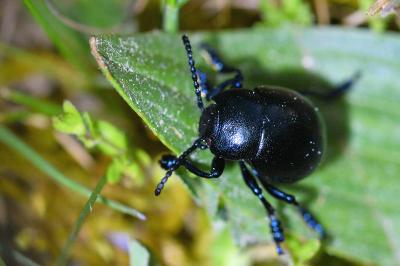 <i>Timarcha goettingensis</i>