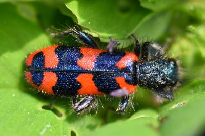 <i>Trichodes alvearius</i>