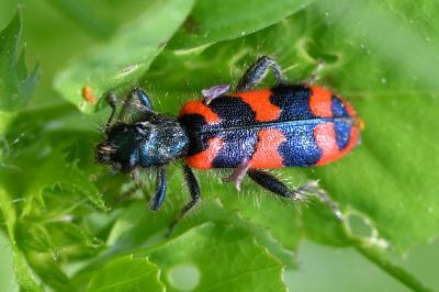<i>Trichodes alvearius</i>