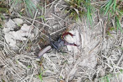 <i>Lucanus cervus cervus</i>