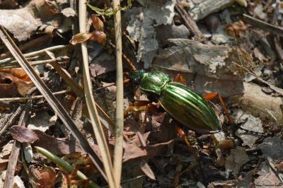 <i>Carabus auratus</i>