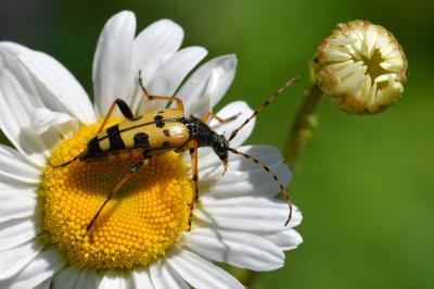 <i>Rutpela maculata</i>