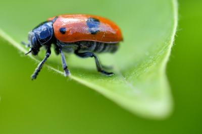 <i>Clytra laeviuscula</i>
