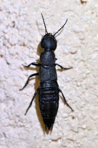 <i>Ocypus olens</i>