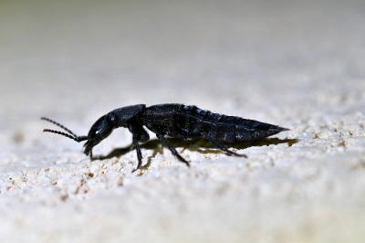 <i>Ocypus olens</i>