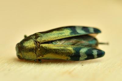 <i>Coraebus fasciatus</i>