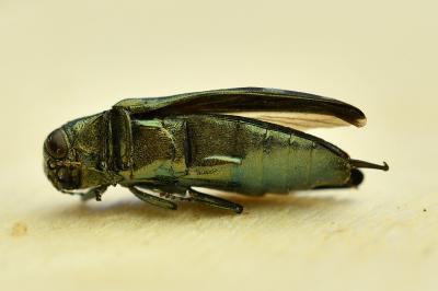 <i>Coraebus fasciatus</i>