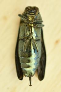 <i>Coraebus fasciatus</i>