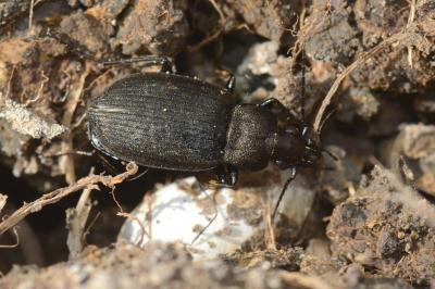 <i>Chlaenius tristis</i>