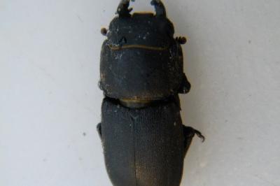 <i>Dorcus parallelipipedus</i>