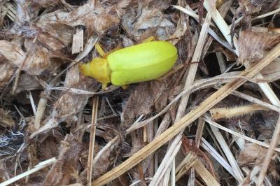 <i>Cteniopus sulphureus</i>
