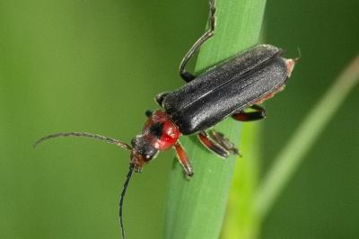 <i>Cantharis rustica</i>