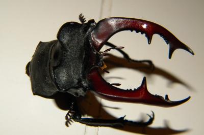 <i>Lucanus cervus cervus</i>