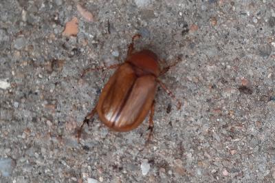 <i>Amphimallon</i>