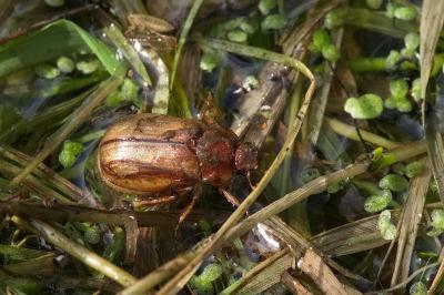 <i>Amphimallon majale</i>