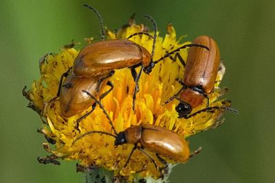 <i>Exosoma lusitanicum</i>