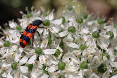 <i>Trichodes alvearius</i>
