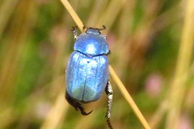 <i>Hoplia coerulea</i>