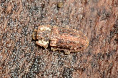 <i>Endophloeus markovichianus</i>