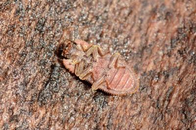 <i>Endophloeus markovichianus</i>