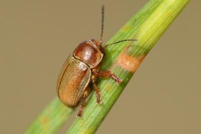 <i>Cryptocephalus pini</i>