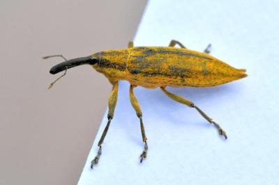 <i>Lixus iridis</i>