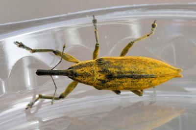 <i>Lixus iridis</i>