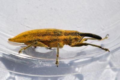 <i>Lixus iridis</i>