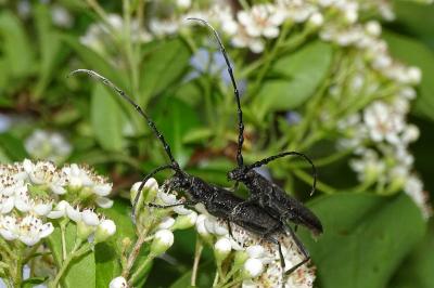 <i>Cerambyx cerdo cerdo</i>
