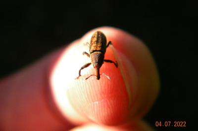 <i>Lixus</i>