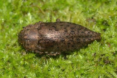 <i>Dicerca berolinensis</i>