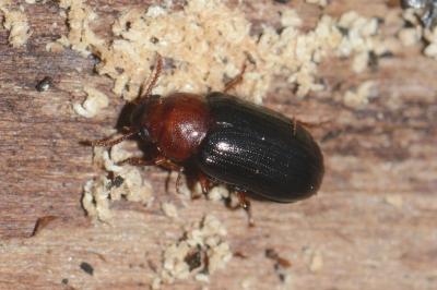 <i>Neomida haemorrhoidalis</i>
