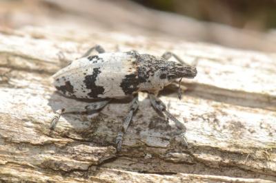 <i>Bothynoderes affinis</i>