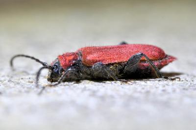 <i>Pyrrhidium sanguineum</i>