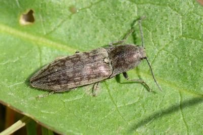 <i>Actenicerus sjaelandicus</i>