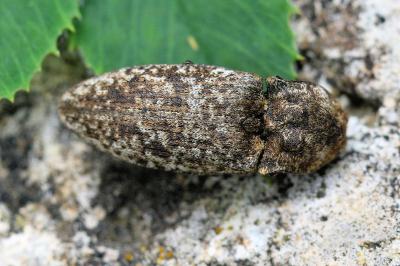 <i>Agrypnus murinus</i>