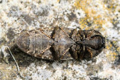 <i>Agrypnus murinus</i>