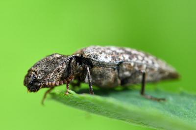 <i>Agrypnus murinus</i>
