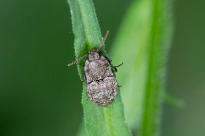 <i>Agrypnus murinus</i>