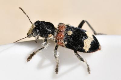 <i>Clerus mutillarius</i>