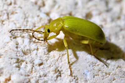 <i>Cteniopus sulphureus</i>