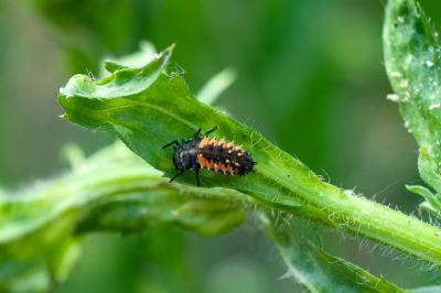 <i>Harmonia axyridis</i>