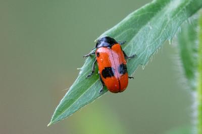 <i>Clytra laeviuscula</i>