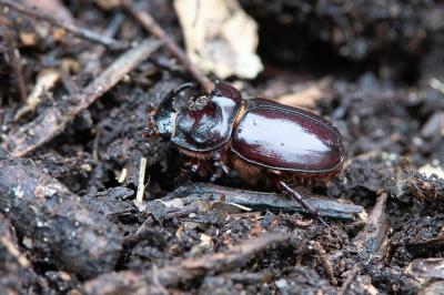 <i>Oryctes nasicornis</i>