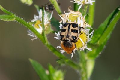 <i>Trichius gallicus</i>