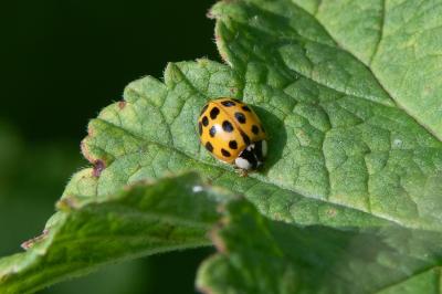 <i>Harmonia axyridis</i>