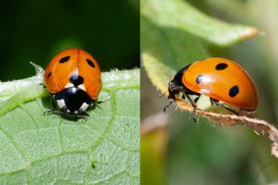 <i>Coccinella septempunctata</i>