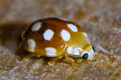 <i>Vibidia duodecimguttata</i>