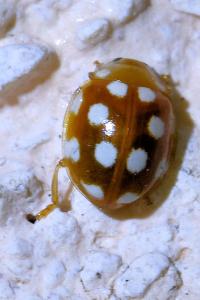 <i>Vibidia duodecimguttata</i>
