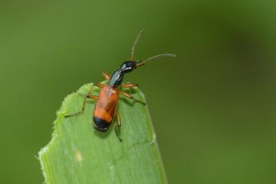 <i>Odacantha melanura</i>